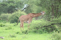 Tarangire