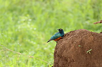Tarangire