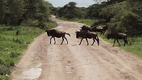 Ndutu
