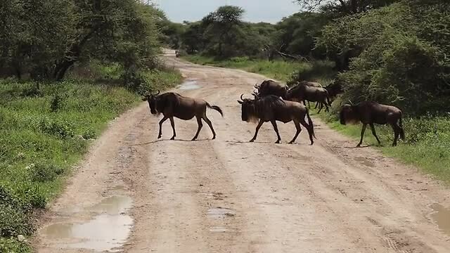Ndutu
