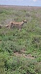 Ndutu