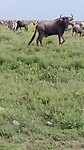 Nudutu