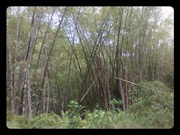 Bamboo bos