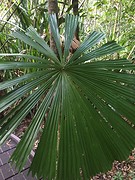 IMG_9153