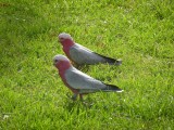Galah's