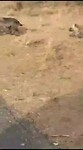 Hyena en pups aan het spelen