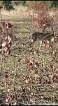 Cheetah in beweging