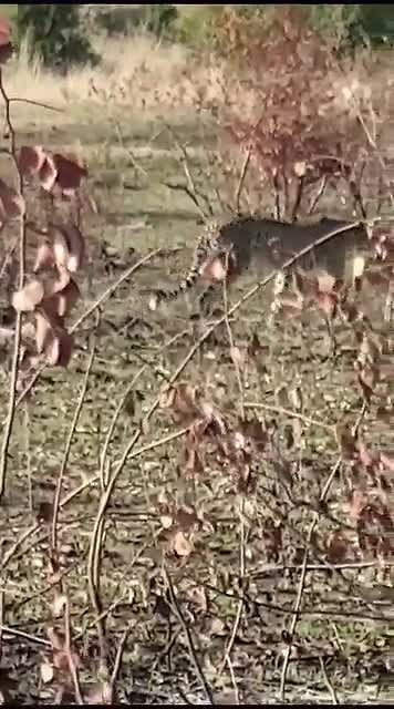 Cheetah in beweging