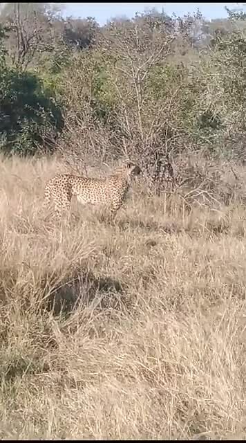 Cheetah in beweging