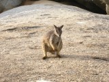 Een van de rock-wallabies