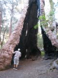 Giant Tingle