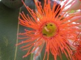 Rode eucalyptusbloem