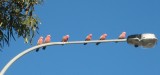 Gallah's