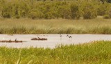 Swamp