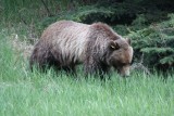 Grizzly bear