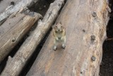 Huisdier Moraine Lake