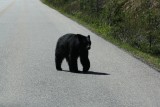 Op weg naar Maligne Lake