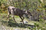 Op weg naar Maligne Lake