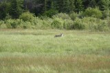 Coyote op weg naar Green Lake