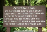 Cathedral Grove