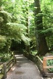 Cathedral Grove