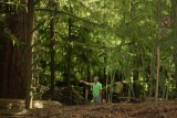 Cathedral Grove