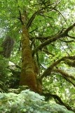 Cathedral Grove