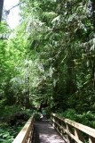 Cathedral Grove