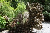Cathedral Grove