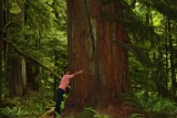 Cathedral Grove