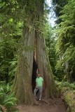 Cathedral Grove