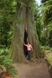 Cathedral Grove