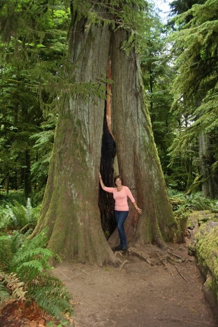 Cathedral Grove
