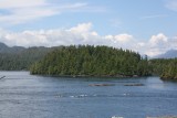 Tofino
