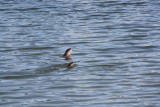 Zeehonden