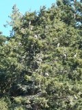 Reigerbos