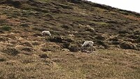 IMG_5809