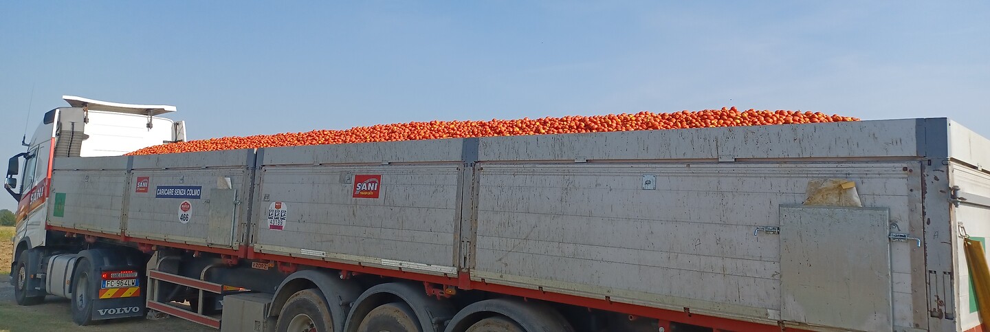 Pomodore