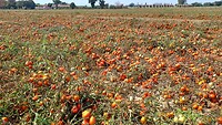Tomaten