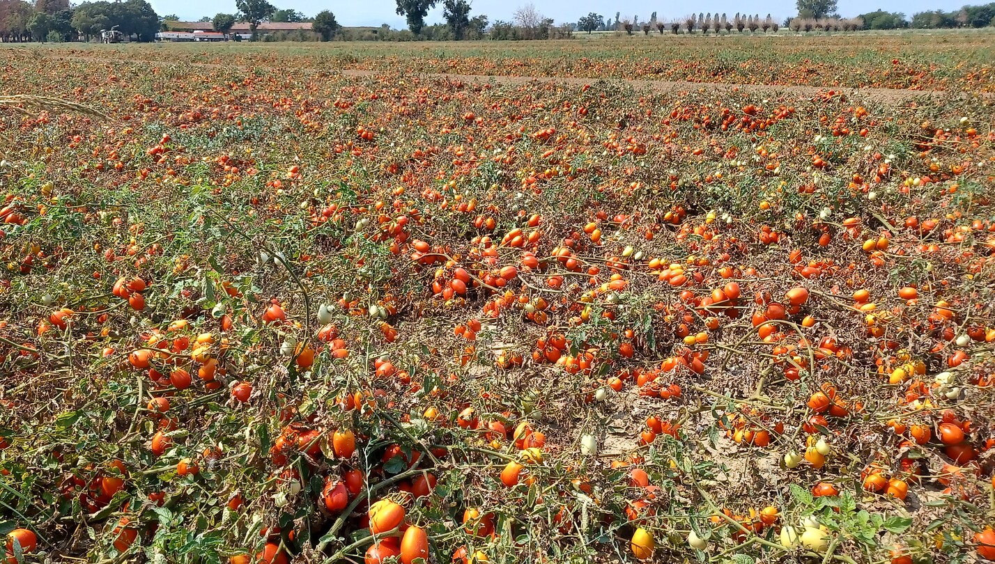 Tomaten