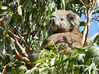 Koala