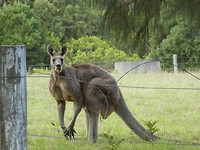 Grey kangaroo