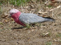 Pink cockatoo