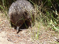 echidna