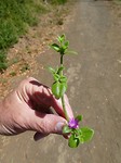 Iceplant, knapperig en lekker
