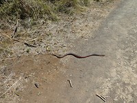 Copperhead, ca. 1 m.