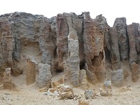 "Petrified forest"