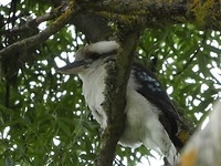 Kookaburra