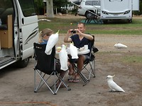 Campingkaketoes