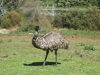 Emu